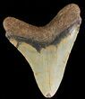 Bargain, Megalodon Tooth - North Carolina #54894-2